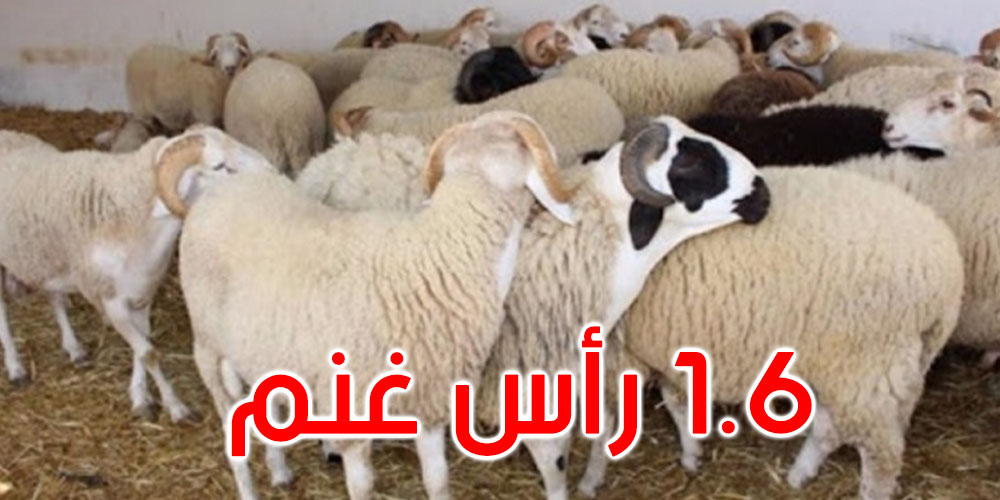 عيد الأضحى: توفر حوالي 1،6 مليون رأسا من الأغنام 