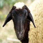 Douar Hicher : Il égorge 10 moutons pour célébrer la mort des soldats à Chaambi