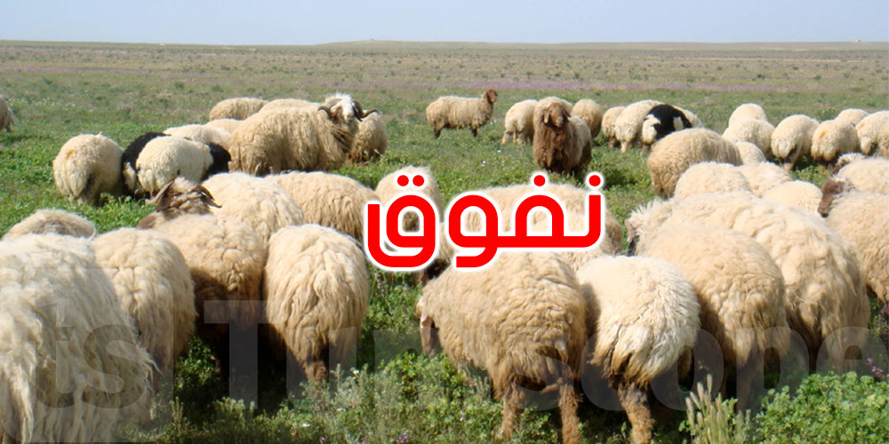 وزارة الفلاحة تحذّر من نفوق مفاجئ للماشية بسبب ‘بومريرة’