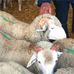 La délégation spéciale de Tunis interdit l’égorgement des moutons dans les appartements et sur les toits des immeubles