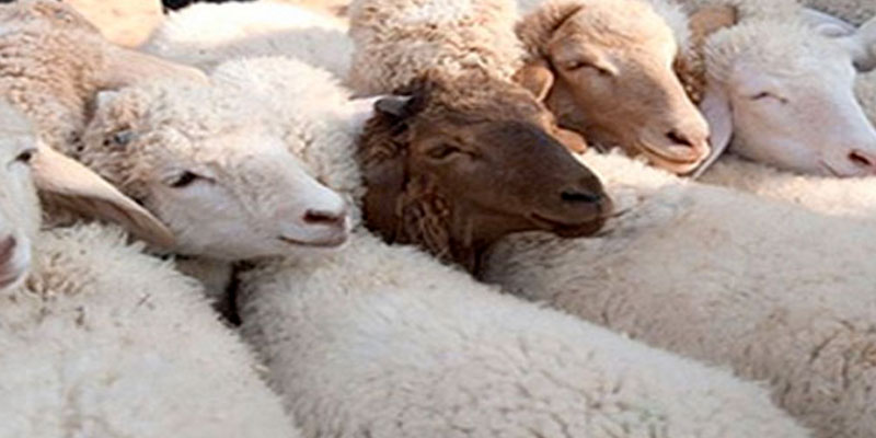 La Tunisie va-t-elle importer des moutons pour l’Aïd Al-Adha cette année ? 