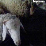Vente de moutons sur internet pour l'Aïd al-Adha