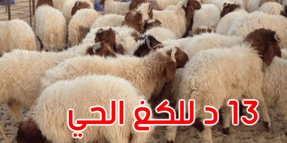 أضاحي العيد: اعتماد سعر مرجعي موحد في حدود 13 دينارا للكلغ الحي