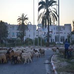 Photo du jour : Faute de touristes, des moutons circulent dans la zone touristique de Monastir 