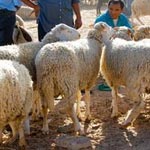 Pour l’Aïd Al-Idhha, l’UTAP refuse l’importation de moutons 