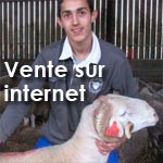 France : Il vend les moutons de l’Aïd sur Internet