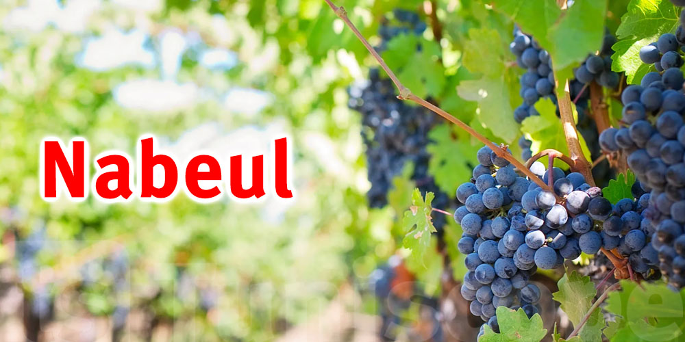 Nabeul : La production des raisins estimée à plus de 39 mille tonnes