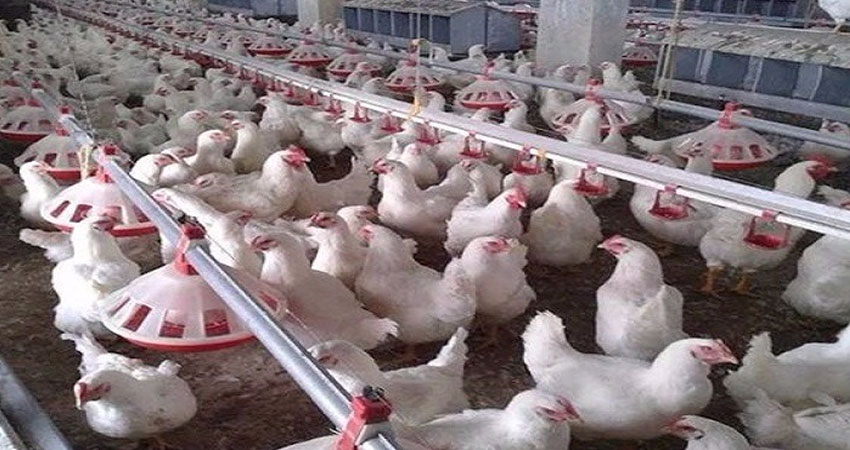 إعدام 11 ألف دجاجة في نابل