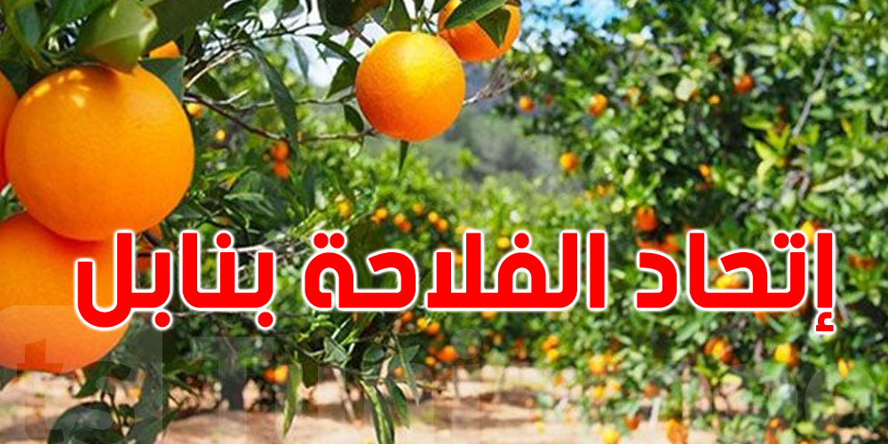رئيس اتحاد الفلاحة بنابل: نتوقّع تصدير 15 ألف طن من القوارص