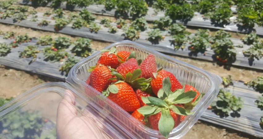 نابل :تقديرات بإنتاج 17 ألف طن من الفراولة خلال هذا الموسم