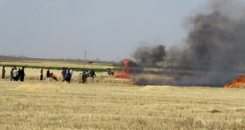 النهضة تطالب بتسليط أقصى العقوبات على من يثبت ضلوعهم في حرق مزارع الحبوب