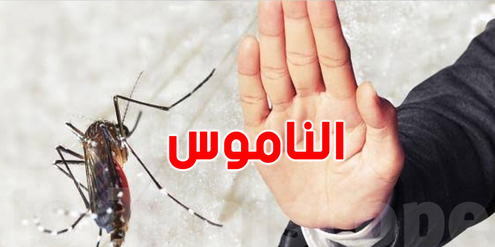 علاش الناموس زاد هالأيام؟ شوفوا الاسباب  