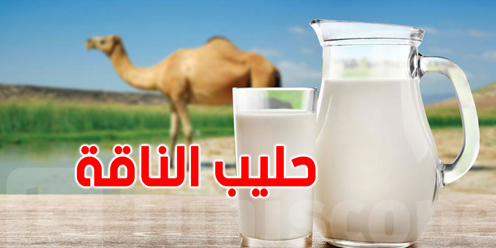 شنوّة حكاية مشروع حليب الإبل بين تونس وعُمان؟