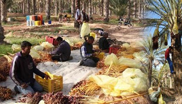 La récolte des dattes à la ferme de Jemna, vendue aux enchères à 1 Million 700 mille dinars