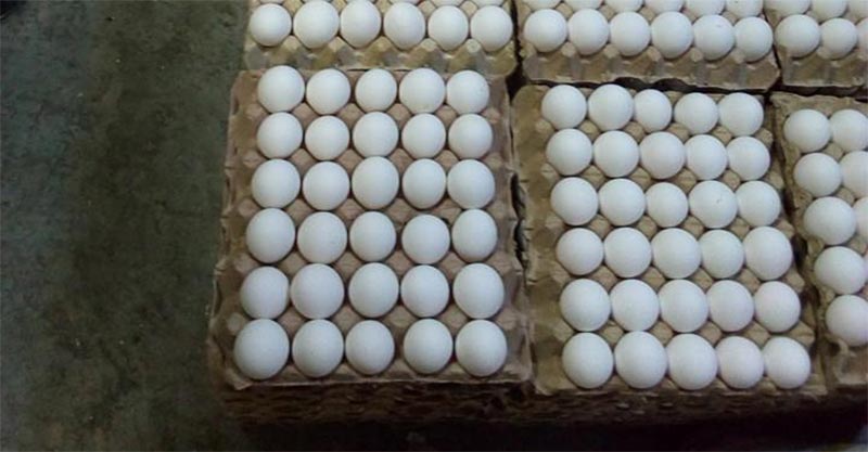 المنستير : حجز 11 ألف بيضة