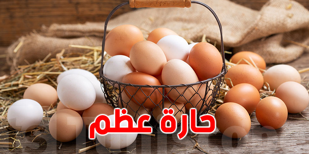 غرفة الدواجن: 1400 مي هو السعر المنطقي لبيع البيض بالتفصيل