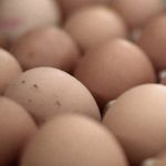 Dans un pari, un jeune décède de 28 œufs crus à Kairouan