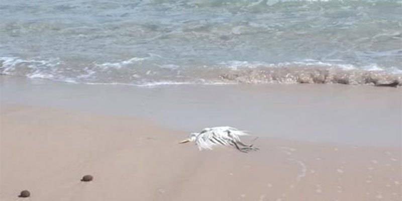 L’Association ''Les Amis des Oiseaux'' signale une mortalité inexpliquée d'oiseaux d'eau entre Nabeul et Maâmoura