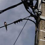 Un oiseau provoque une coupure d’électricité à Ksour Essef