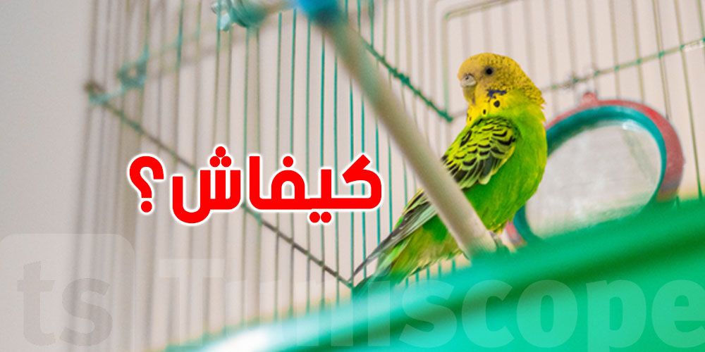 طبيب بيطري للتوانسة: هاو كيفاش تربّي العصفور