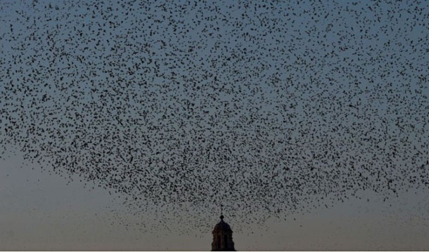 En photo: Des milliers d’oiseaux migrateurs dans le ciel de Rome
