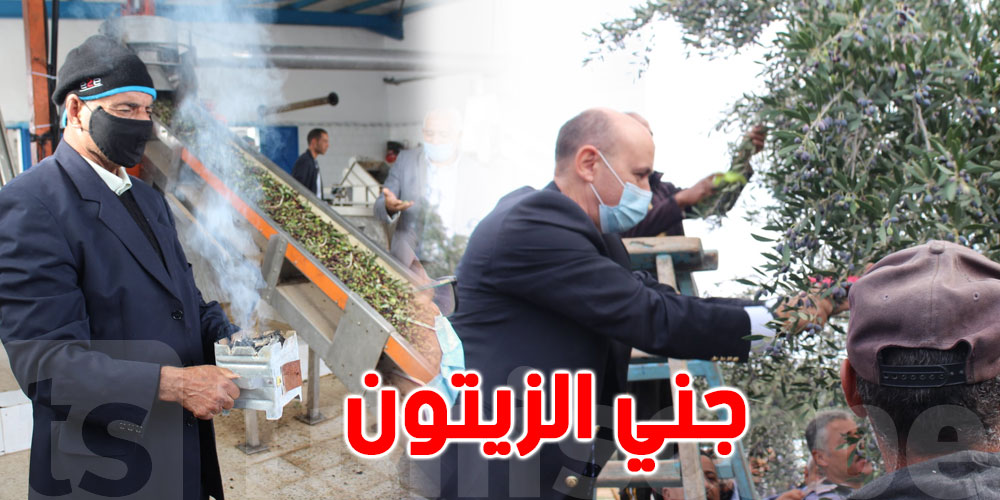 بالصور: وزير الفلاحة يفتتح موسم جني الزيتون