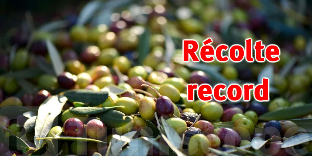 Huile d'olive : Une saison prometteuse avec une récolte exceptionnelle