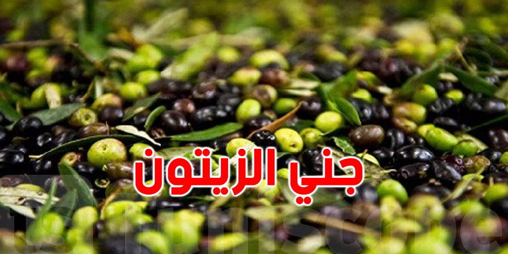 تغيّر المناخ سيؤدي إلى خسائر سنوية في إنتاج الزيتون