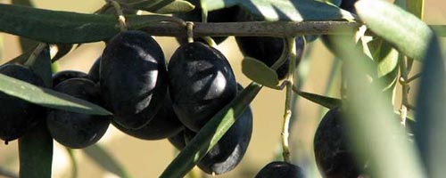 olive-171011-1.jpg