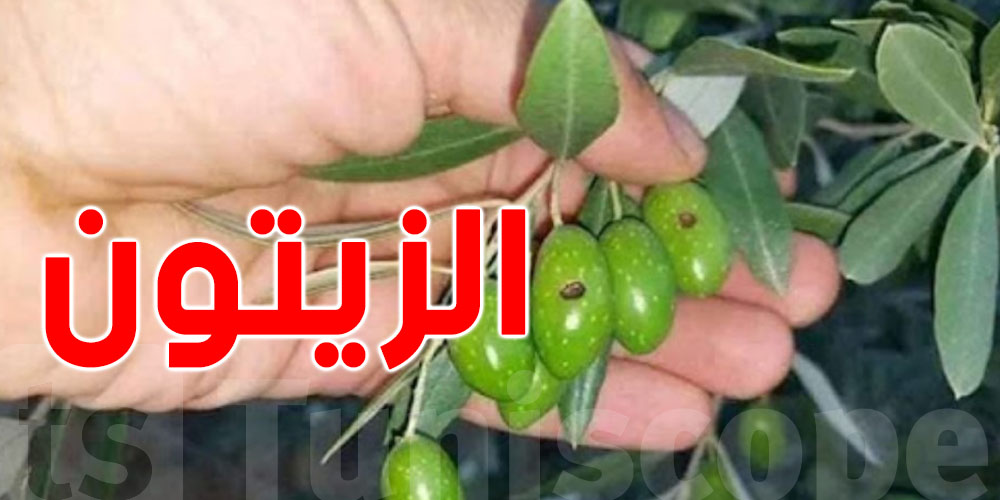 الدعوة إلى عدم ري الزياتين لتفادي مرض ذبابة الزياتين