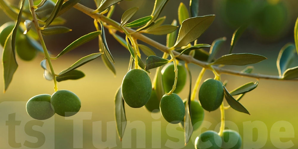 Un danger menace les oliviers tunisiens : Alerte à la bactérie destructrice ''Xylella''