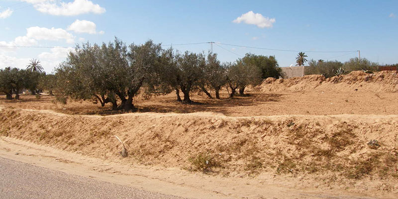 Vol de sable et Margine déversée dans les oliveraies de Djerba