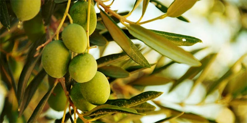 La saison de la cueillette des Olives a commencé à Gabès 