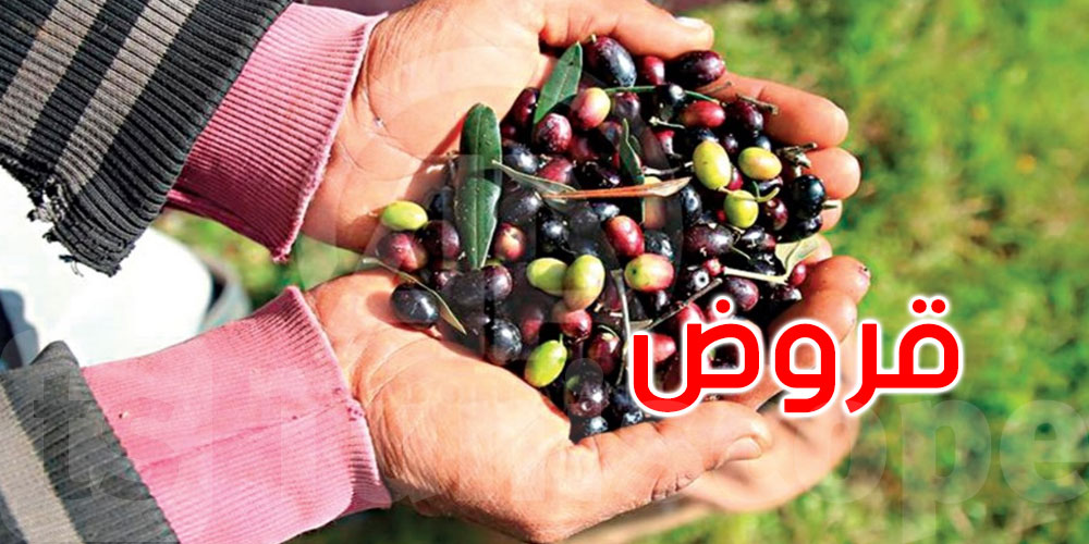 قروض بقيمة 20 مليون دينار لصغار الفلاحين لتسهيل عملية جني الزيتون وتحويله ونقله