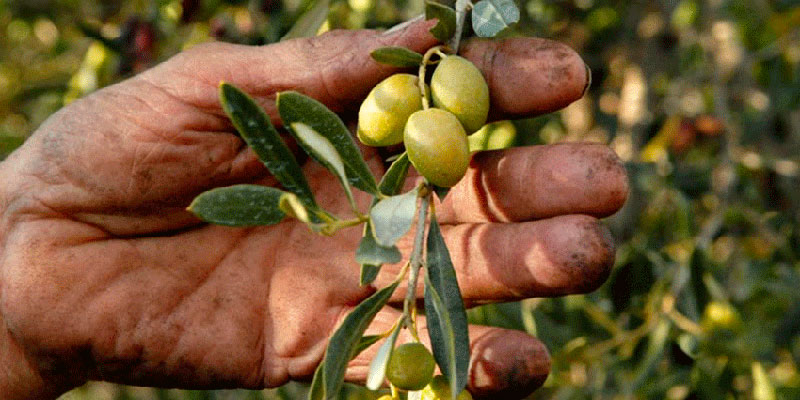 Un ouvrier agricole meurt en tombant pendant la cueillette des olives