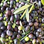 Une baisse de 72% dans la production d’olives dans la région de Sousse