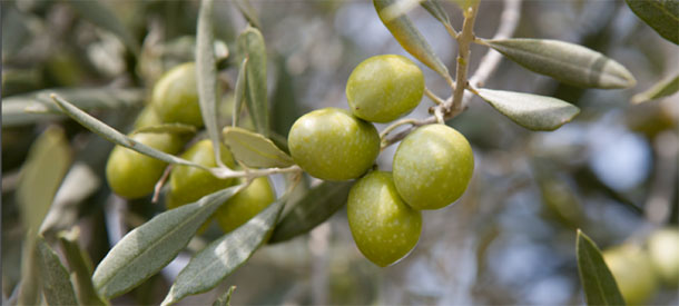 Récolte d’olives appréciable à Kairouan selon les prévisions de 2017-2018 (CRDA)