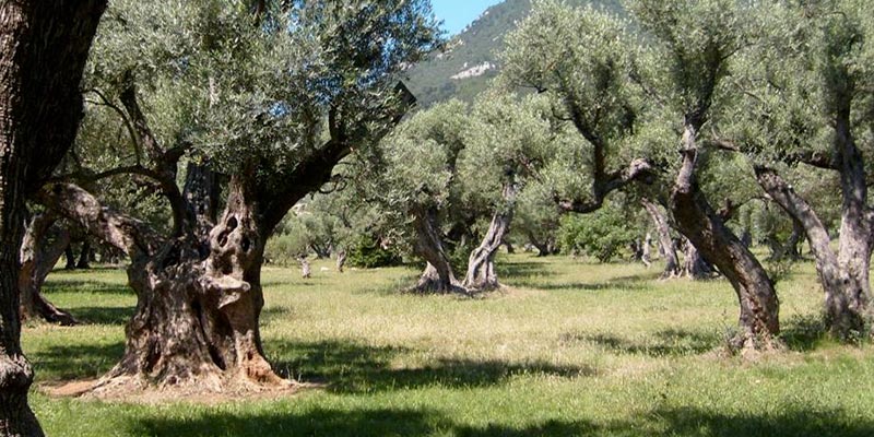 Il n’y a aucune bactérie qui menacerait les oliveraies tunisiennes, affirme le ministère de l’Agriculture
