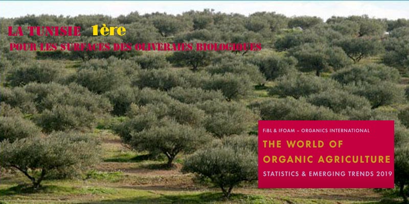 La Tunisie arrive première dans le monde dans le classement des surfaces des oliveraies biologiques