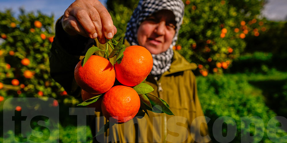 علاش لازمك كل يوم تاكل ''برتقالة' ؟