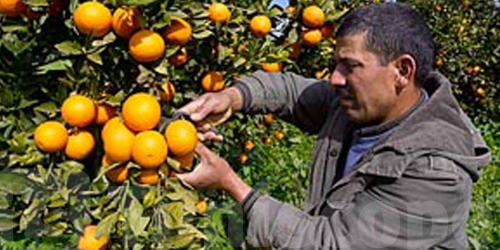 عاجل :  القوارص الكل باش توصل للأسواق بعد 10 أيام و هكّا بش تكون الأسعار