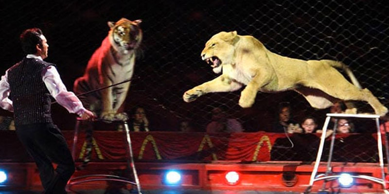 4 tigres tuent le dompteur du ‘Circo Orfei’