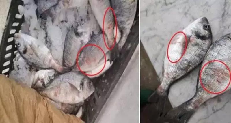 مرض أسماك الوراطة: وزارة الفلاحة توضّح