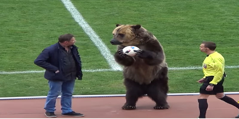  بالفيديو: دب يعطي إشارة انطلاق إحدى مباريات الدوري الروسي