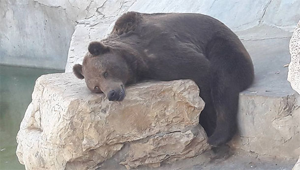 En photos : Des animaux dans un état lamentable au parc du Belvédère...