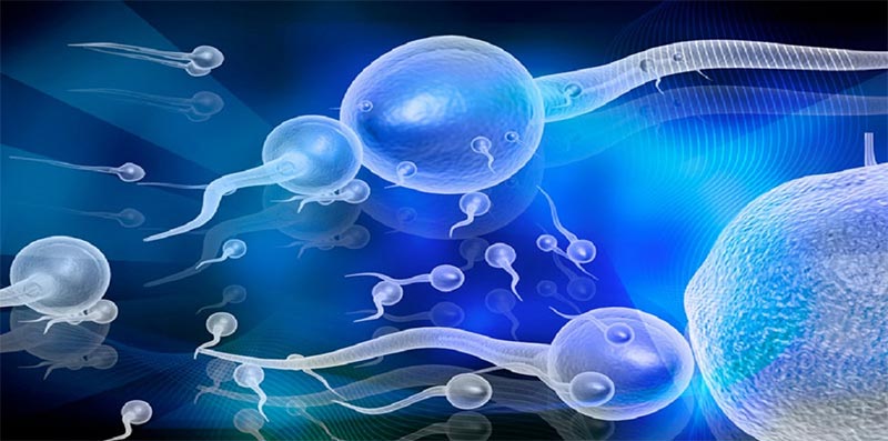 إنتاج بويضات بشرية مكتملة النمو في المختبر