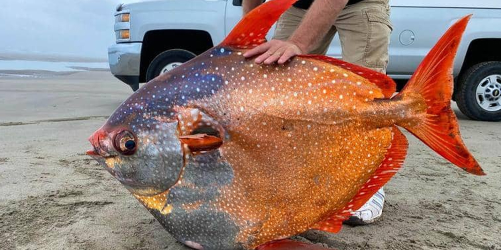 ''سمكة القمر'' من أعماق المحيط إلى الشاطئ.. ما القصة؟