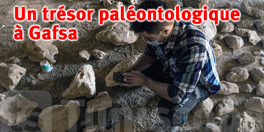 Une étude paléontologique pointue menée par la Suède en Tunisie