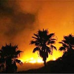 Nefta : 800 palmiers ravagés par un incendie