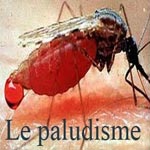 Ministère de la Santé : 4 cas de paludisme enregistrés en Tunisie 